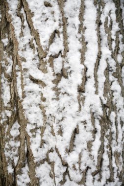 Bark covered in snow clipart