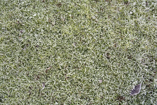 Frosted green grass — Stock Photo, Image