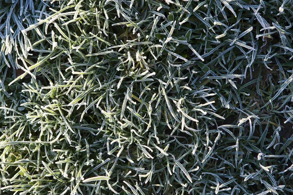 Frosted green grass — Stock Photo, Image