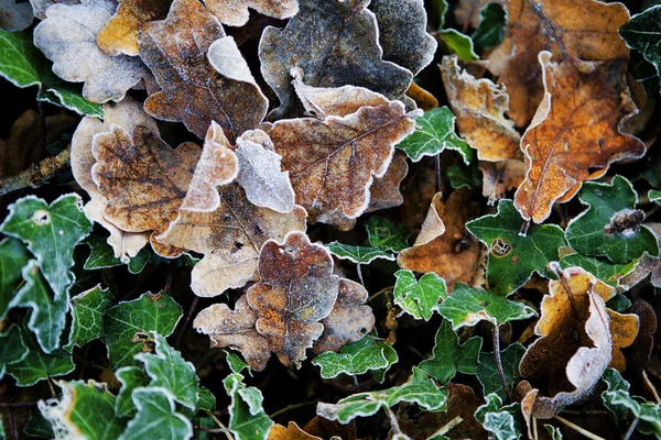 Мороз на листьях — стоковое фото