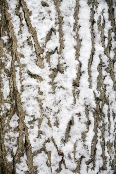 Karla kaplı ağaç kabuğu — Stok fotoğraf