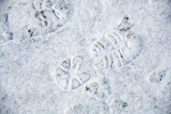 Impronte nella neve — Foto Stock
