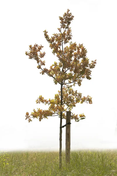 Einzelner grüner Baum — Stockfoto