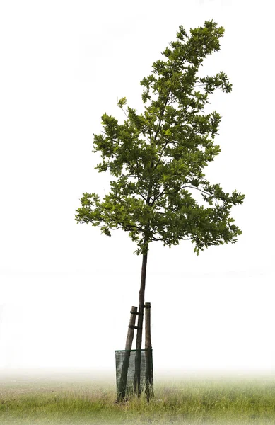 Одномісний зелене дерево — стокове фото