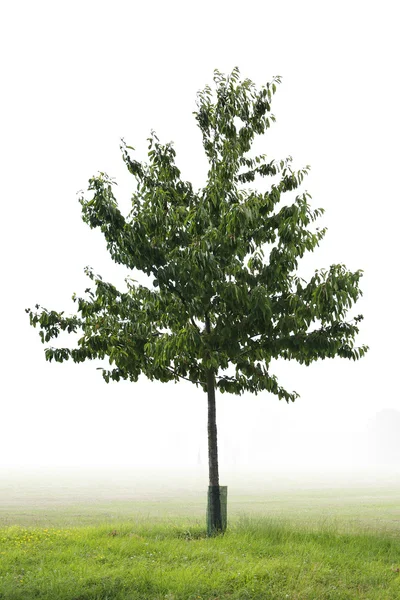 Single green tree — Stock Photo, Image