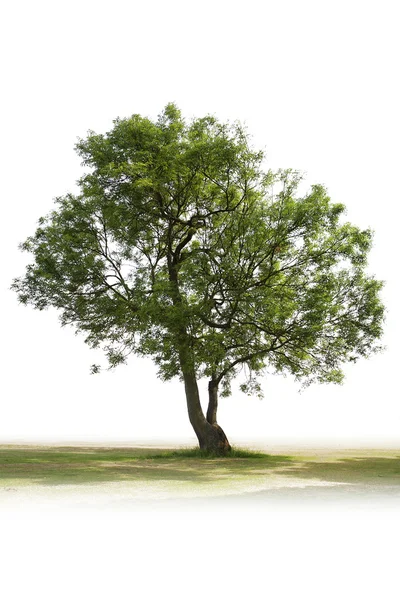 1 つの緑の木 — ストック写真