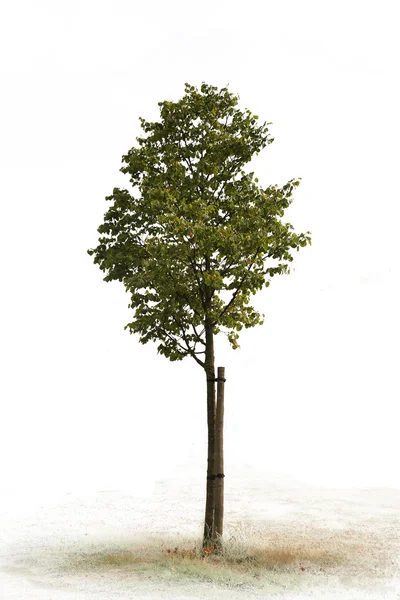 Singolo albero verde — Foto Stock
