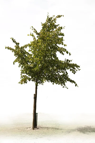Одномісний зелене дерево — стокове фото