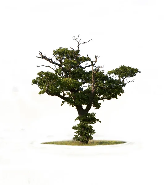 单树 — 图库照片