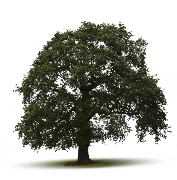 Ενιαίο δέντρο — Φωτογραφία Αρχείου