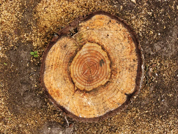 tree rings— 图库照片 08 jason salmon #4043904