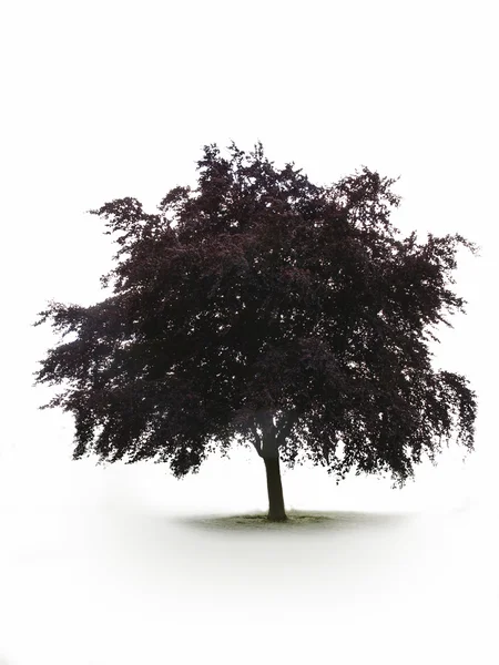 Ενιαίο δέντρο — Φωτογραφία Αρχείου