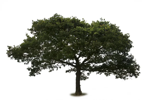 Egyetlen fa — Stock Fotó