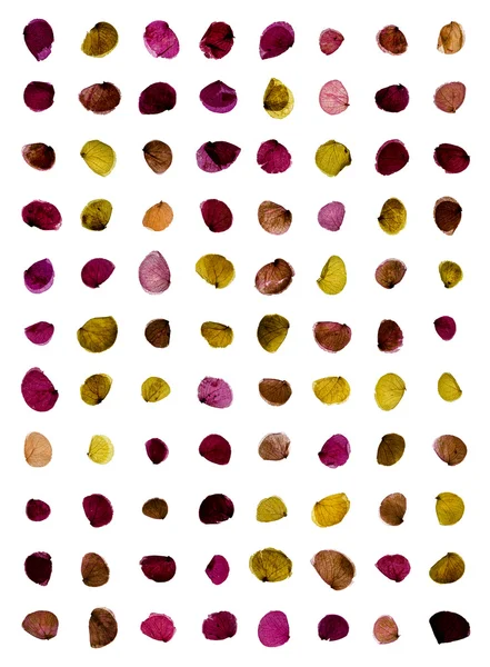 Конфетти из лепестков роз — стоковое фото