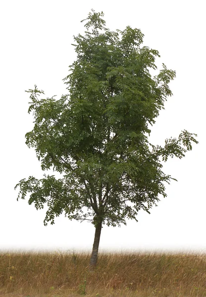 Einzelner Baum — Stockfoto