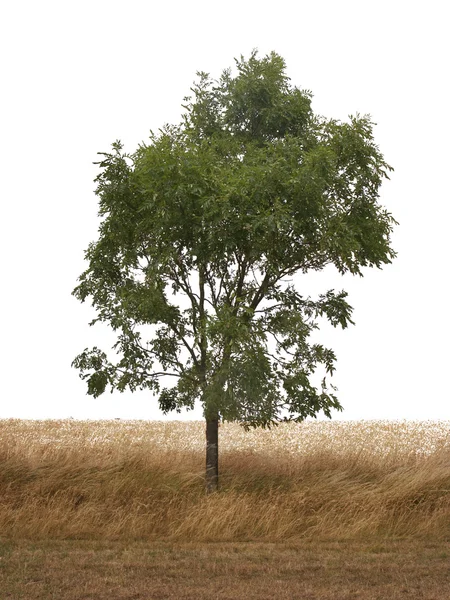 单树 — 图库照片