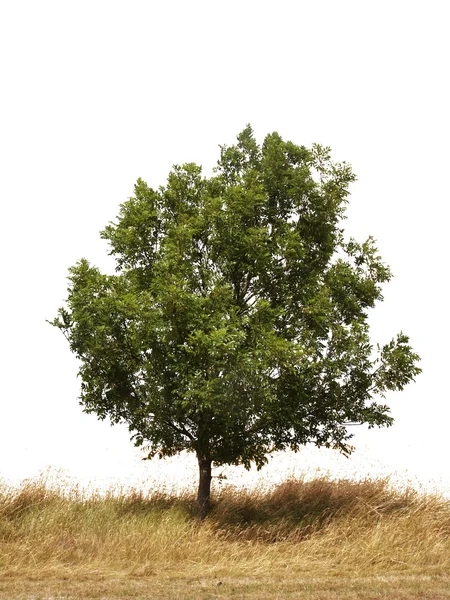 Tek ağaç — Stok fotoğraf