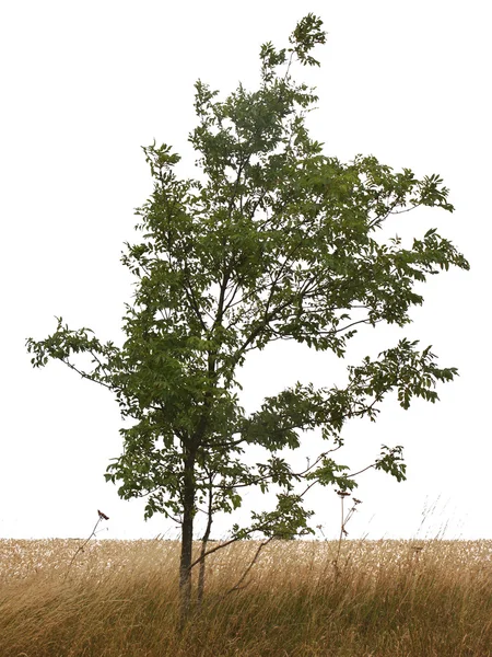 Einzelner Baum — Stockfoto