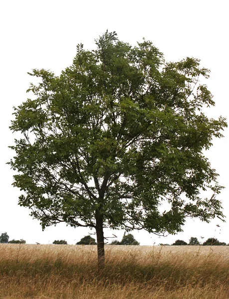 Єдине дерево — стокове фото