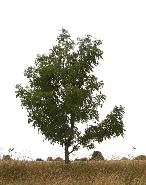 Єдине дерево — стокове фото