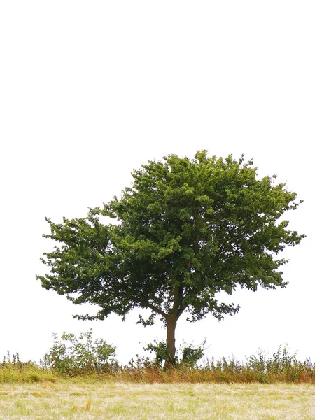 Дерево поодинці — стокове фото
