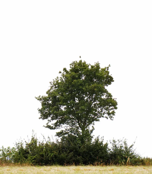 Дерево поодинці — стокове фото