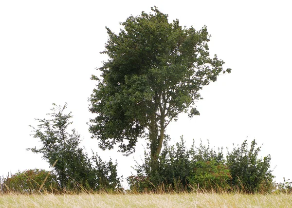 Baum allein — Stockfoto
