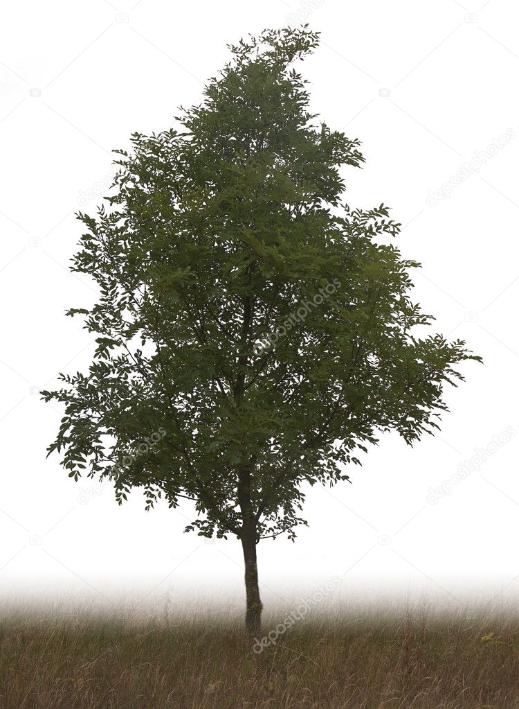 Single tree — Stock Photo © jayfish 4053368