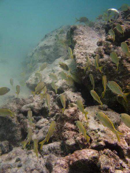 Nuoto nella barriera corallina — Foto Stock