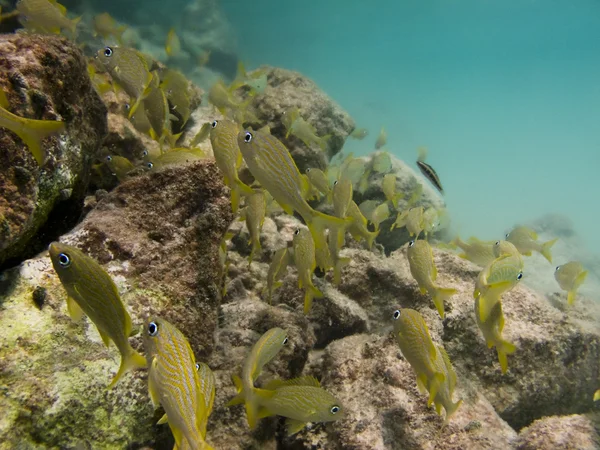 Nuoto nella barriera corallina — Foto Stock