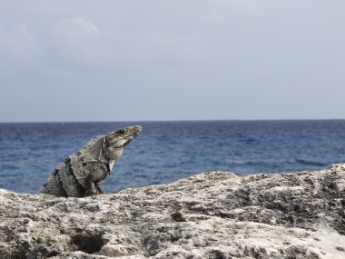 okyanus tarafından Iguana