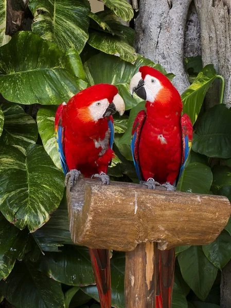 Couple of Macaws — Stock Photo, Image