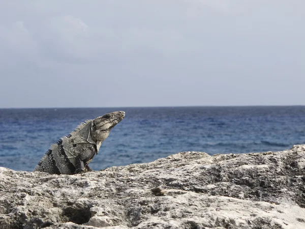 Iguana junto al océano — Foto de Stock
