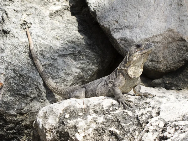 stock image Lizard sunbathing