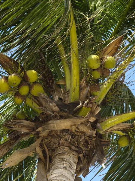 Coco en un árbol —  Fotos de Stock