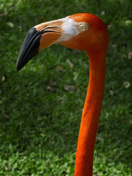 Rosa flamingo huvud — Stockfoto