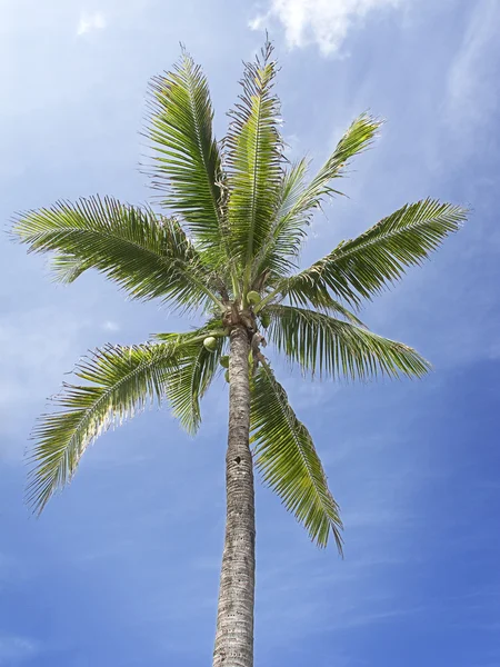नारियल का पेड़ — स्टॉक फ़ोटो, इमेज