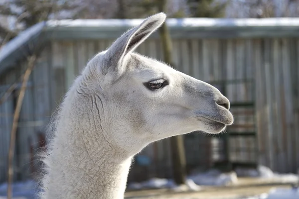 stock image Lama portrait