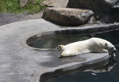 Sleeping polar bear clipart