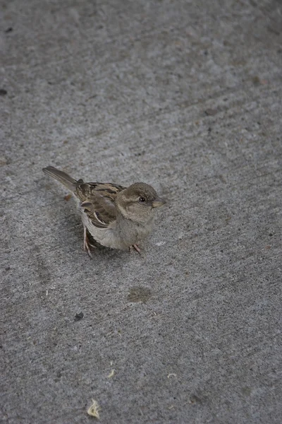 Vrouwelijke sparrow — Stockfoto