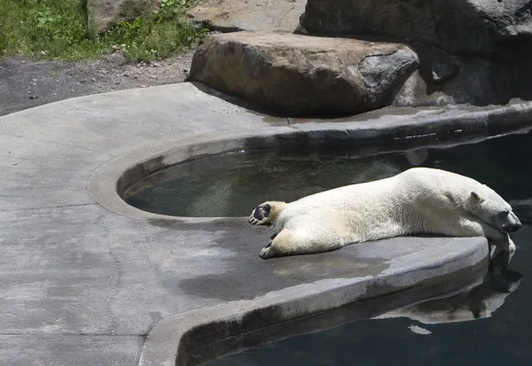Kutup ayısı uyku — Stok fotoğraf