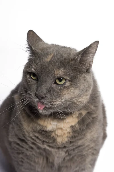 Gato con lengua sobresaliendo — Foto de Stock