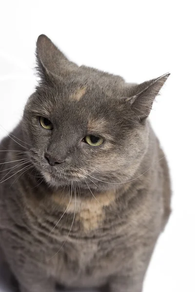 Злая кошка — стоковое фото