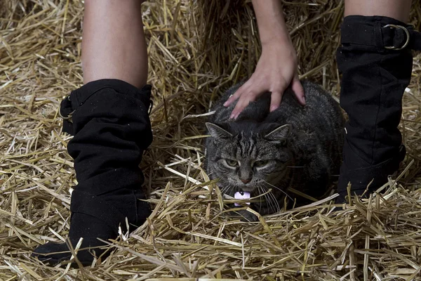 Scheunenkatze Schläft Stroh Zwischen Dem Stiefelbein Einer Frau — Stockfoto