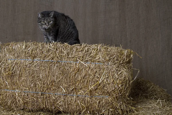 襲い掛かるために準備ができて藁の俵の上に座っている納屋猫 — ストック写真