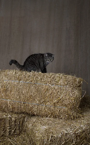Granero gato — Foto de Stock