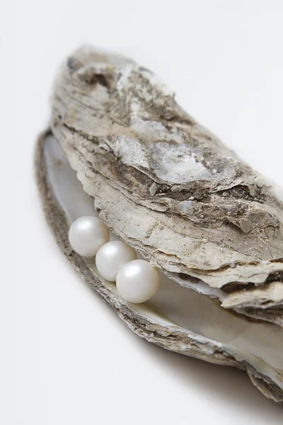 珍珠和牡蛎 — 图库照片