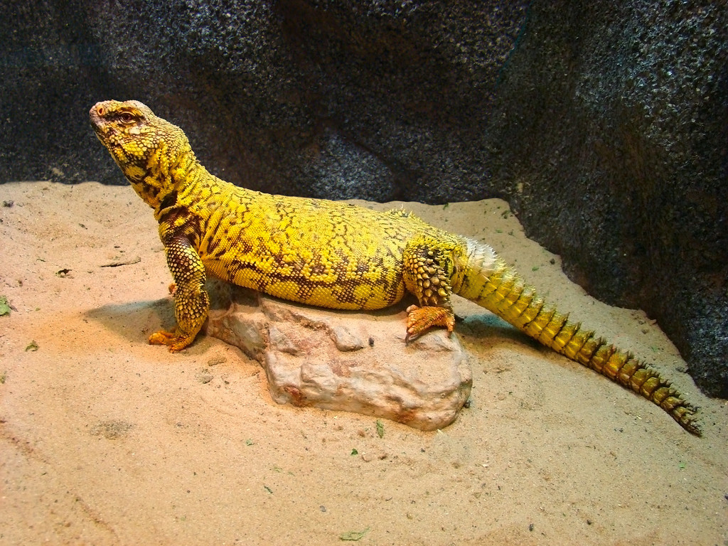 Uromastyx Free Stock Photos, Images, and Pictures of Uromastyx, image size:1024x768