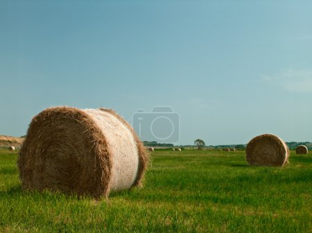 Un champ de paille 