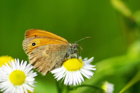 Papillon